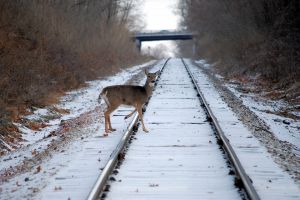 deer crossing tracks